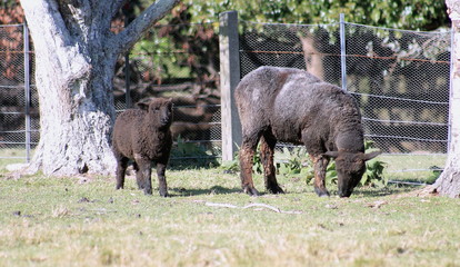 Black Sheep and Lamb