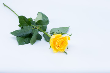 Vibrant yellow rose isolated on white background - side view