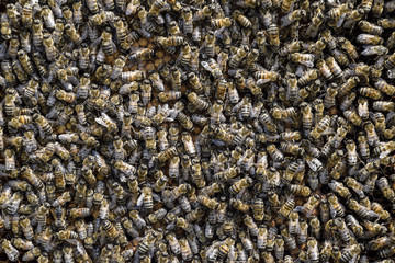 A dense cluster of swarms of bees in the nest. Working bees, drones and uterus in a swarm of bees. Honey bee. Accumulation of insects.