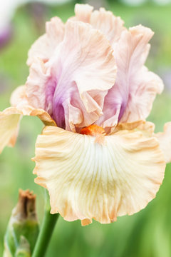 Beautiful multicolored iris flower on green background.