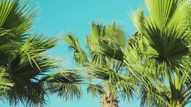Palm branches with leaves crumpled in the wind, slow motion, tilt down. Palm trees blowing in the wind. Beautiful palms line a tropical beach. Coconut tree moving by wind with blue-sky background