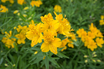 yellow perennials