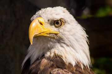 Bald Eagle Portrait