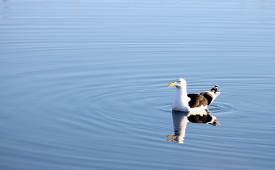 Kelp Gull (Larus dominicanus)