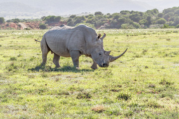Large rhino looking right in South Africa © mike0759