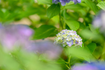 紫陽花