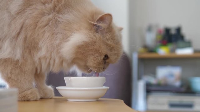 Close up persian cat drinking water on the table 
