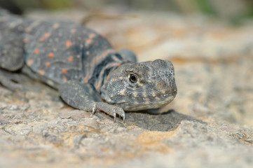 Crotaphytus collaris