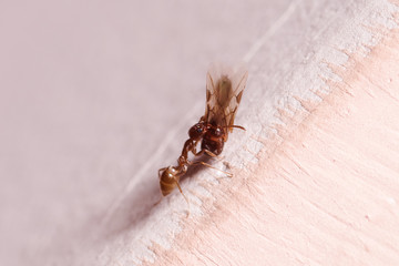 Single ant carrying other ant with wings, this ant is often a pest in houses, in a white background