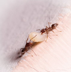 Wood ants, Formica, carrying their eggs to anew home, this ant is often a pest in houses, in a white background
