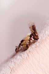 Wood ants, Formica, carrying their eggs to anew home, this ant is often a pest in houses, in a...