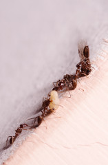 Wood ants, Formica, carrying their eggs to anew home, this ant is often a pest in houses, in a white background