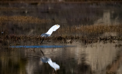 Great egret taking off in upper Newport bay in Newport Beach California