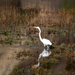 Great egret wading in upper Newport back bay in Newport Beach California