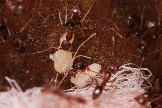 Crod of wood ants, with high magnification, carrying their eggs to anew home, this ant is often a pest in houses, in a wooden background
