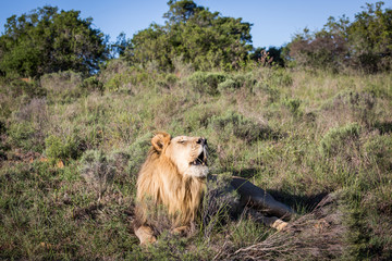 Male lion roaring to the right in South Africa