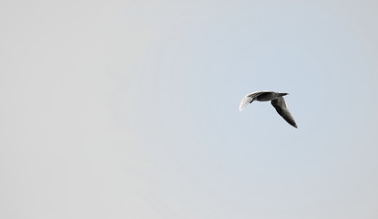 Lone Seagull
