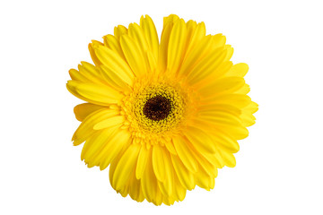 Yellow gerbera flower isolated on white background