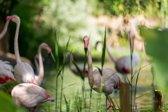 Pink flamingos on the lake water with blurry vegetation on the background