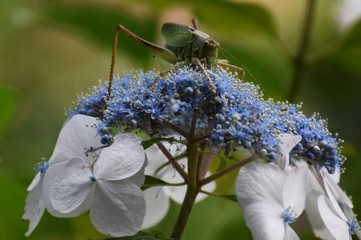 肉食昆虫・ヤブキリ