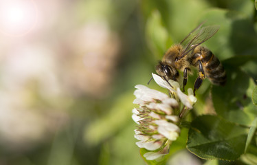 bee gathering pollen on the flower