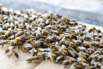 A large congestion of bees on a sheet of cardboard. Swarming of the bees. Honey bee.