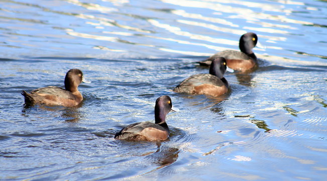 Group Of New Zealand Scaup