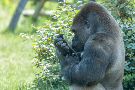 Male silver back gorilla sits and stares his own hand with green bushes and leaves on the background