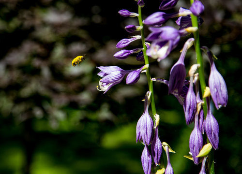 Friendly Bee