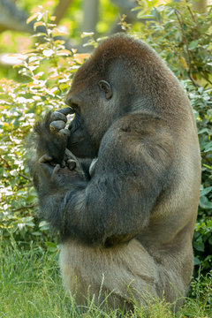 Male silver back gorilla sits and scratch his nose with green bushes and leaves on the background