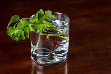 fresh cilantro in a glass of water
