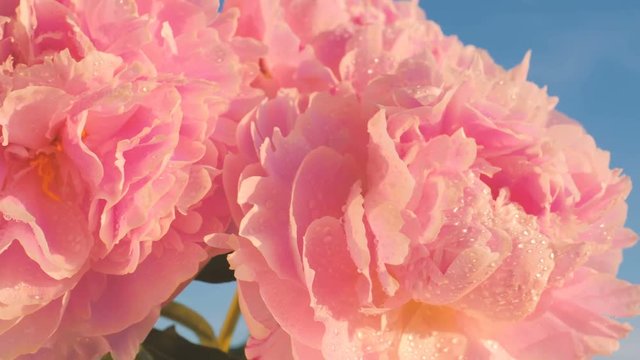 Pink peony flowers with blue sky