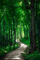 Tranquil Green Forest Pathway. Serene Walking, Hiking, Biking Nature Trail.