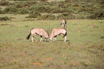 Gemsbok fighting in South Africa