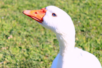 Close up of a white Emden goose