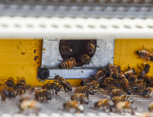 Bees fly at the entrance to the hive. Tray of the hive. Hole entrance to the hive.