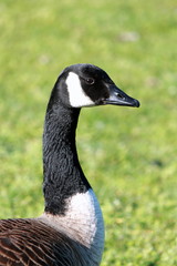 Canadian Goose