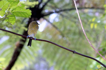 Bellbird