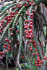 Nikau Palm in Fruit