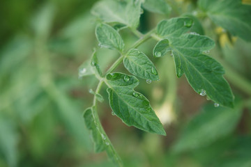 The dew on the leaves of a tomato.