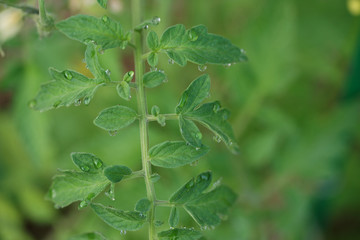 The dew on the leaves of a tomato.