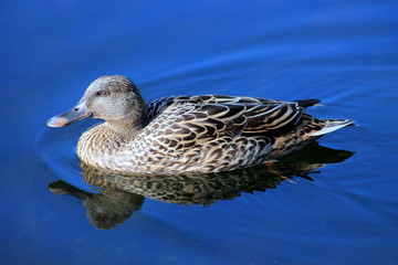 Mallard Duck