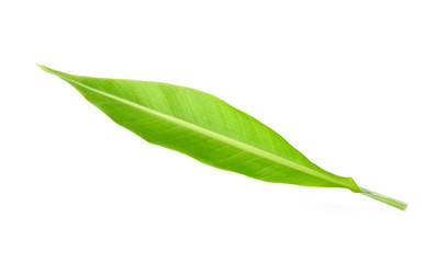 Young banana leaf on white background