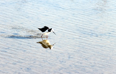 White Headed Stilt