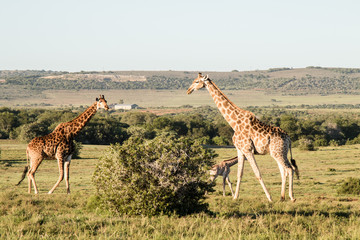 Fototapeta premium Pair of giraffe walking to a tree on safari in South Africa