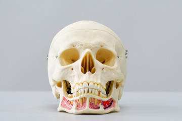 Human skull model for education