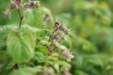 Raspberries ripen on the branches