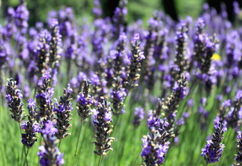 Obraz premium Lavender Field