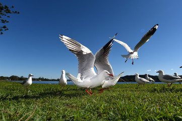 Seagulls flying against a blue sky