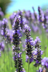 Naklejka premium Lavender Field
